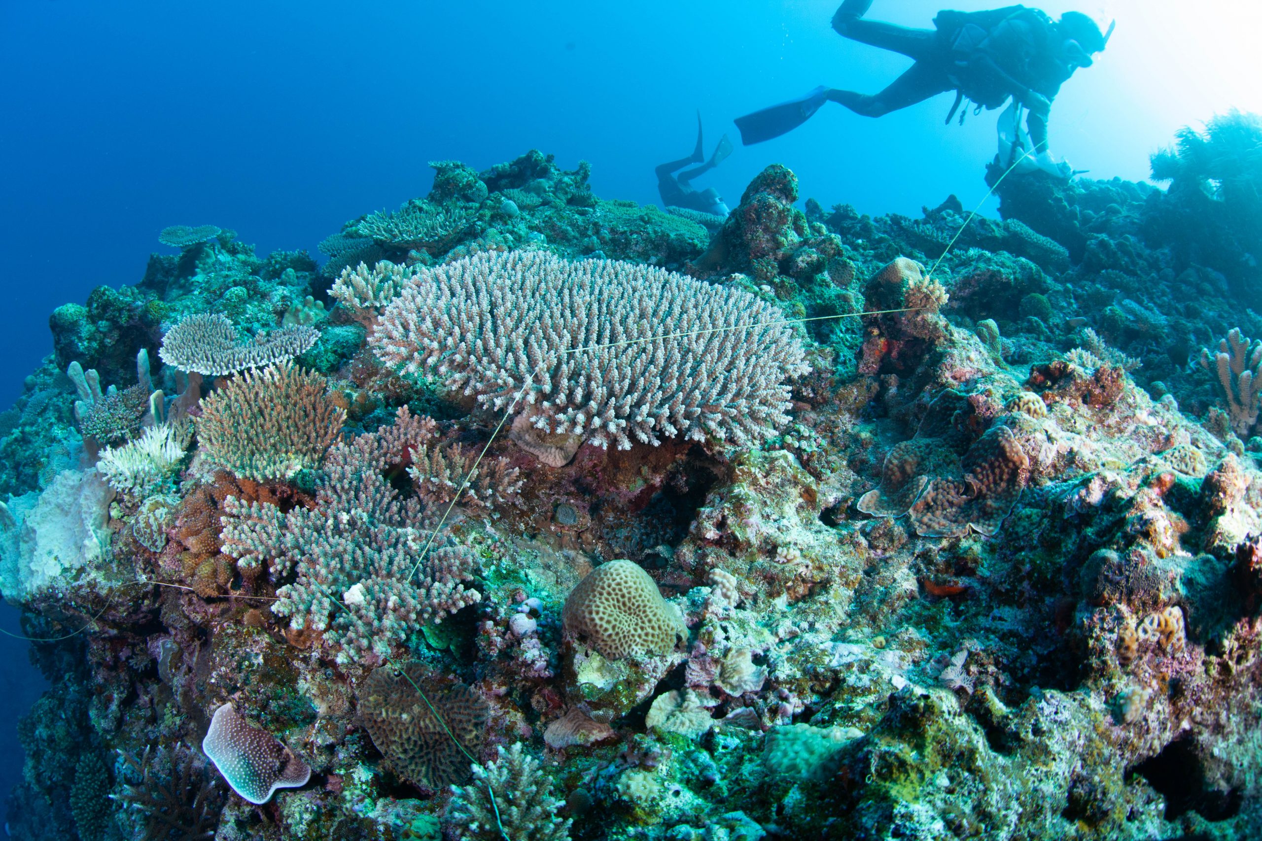 ホーシューエリアの海中に残る釣り糸や漂流ゴミ